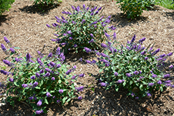 Lo & Behold Blue Chip Jr. Butterfly Bush (Buddleia 'Blue Chip Jr.') at Lurvey Garden Center