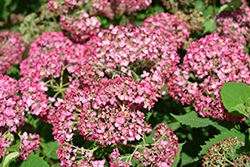 Invincibelle Ruby Hydrangea (Hydrangea arborescens 'NCHA3') at Make It Green Garden Centre