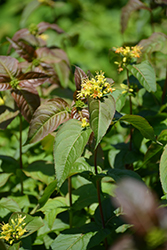 Kodiak Black Diervilla (Diervilla rivularis 'SMNDRSF') at Make It Green Garden Centre