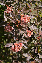 Summer Wine Ninebark (Physocarpus opulifolius 'Seward') at Make It Green Garden Centre