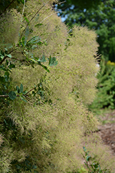 Young Lady Smokebush (Cotinus coggygria 'Young Lady') at Lurvey Garden Center