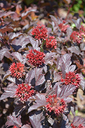 Ginger Wine Ninebark (Physocarpus opulifolius 'SMNPOBLR') at Make It Green Garden Centre