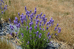 Hidcote Superior Lavender (Lavandula angustifolia 'Hidcote Superior') at Make It Green Garden Centre