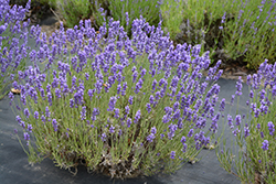 Hidcote Lavender (Lavandula angustifolia 'Hidcote') at Make It Green Garden Centre