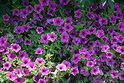 Supertunia Picasso In Purple Petunia (Petunia 'Supertunia Picasso In Purple') at Make It Green Garden Centre