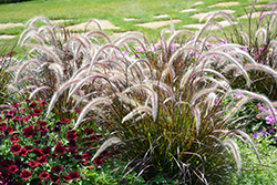 Fountain Grass (Pennisetum setaceum) at Make It Green Garden Centre