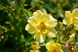 Oso Easy Lemon Zest Rose (Rosa 'Chewhocan') at Make It Green Garden Centre