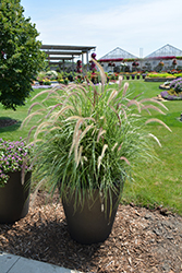 Sky Rocket Fountain Grass (Pennisetum setaceum 'Sky Rocket') at Make It Green Garden Centre