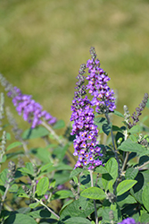 Lo & Behold Blue Chip Jr. Butterfly Bush (Buddleia 'Blue Chip Jr.') at Lurvey Garden Center