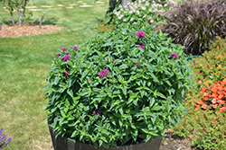 Pardon My Purple Beebalm (Monarda didyma 'Pardon My Purple') at Make It Green Garden Centre