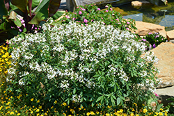 Senorita Blanca Spiderflower (Cleome 'INCLESBIMP') at Make It Green Garden Centre