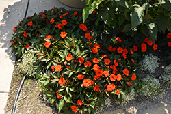 SunPatiens Compact Orange New Guinea Impatiens (Impatiens 'SakimP011') at Make It Green Garden Centre