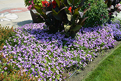 Supertunia Indigo Charm Petunia (Petunia 'Supertunia Indigo Charm') at Make It Green Garden Centre