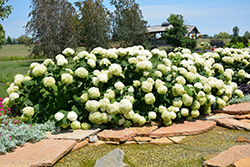 Incrediball Hydrangea (Hydrangea arborescens 'Abetwo') at Lurvey Garden Center