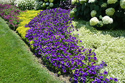 Supertunia Royal Velvet Petunia (Petunia 'Supertunia Royal Velvet') at Make It Green Garden Centre