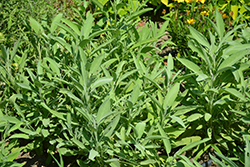 Common Sage (Salvia officinalis) at Make It Green Garden Centre