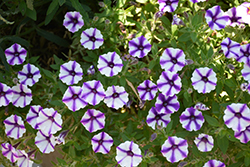 Supertunia Violet Star Charm Petunia (Petunia 'Supertunia Violet Star Charm') at Make It Green Garden Centre