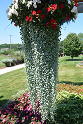 Silver Falls Dichondra (Dichondra argentea 'Silver Falls') at Make It Green Garden Centre