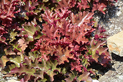 Dolce Cinnamon Curls Coral Bells (Heuchera 'Inheuredfu') at Make It Green Garden Centre