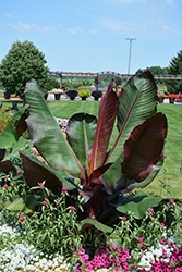 Red Banana (Ensete ventricosum 'Maurelii') at Make It Green Garden Centre