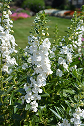 Angelface Super White Angelonia (Angelonia angustifolia 'Angelface Super White') at Make It Green Garden Centre