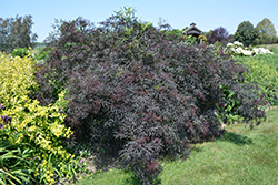 Black Lace Elder (Sambucus nigra 'Eva') at Make It Green Garden Centre