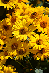 Tuscan Sun False Sunflower (Heliopsis helianthoides 'Tuscan Sun') at Make It Green Garden Centre