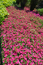 Supertunia Vista Fuchsia Petunia (Petunia 'Supertunia Vista Fuchsia') at Make It Green Garden Centre