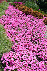 Supertunia Vista Bubblegum Petunia (Petunia 'Supertunia Vista Bubblegum') at Make It Green Garden Centre