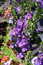 Angelface Super Blue Angelonia (Angelonia angustifolia 'Angelface Super Blue') at Make It Green Garden Centre