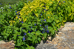 Black And Blue Anise Sage (Salvia guaranitica 'Black And Blue') at Make It Green Garden Centre