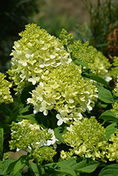 Little Lime Hydrangea (Hydrangea paniculata 'Jane') at Make It Green Garden Centre