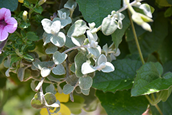 White Licorice Licorice Plant (Helichrysum petiolare 'White Licorice') at Make It Green Garden Centre