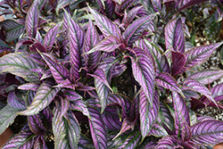 Persian Shield (Strobilanthes dyerianus) at Make It Green Garden Centre