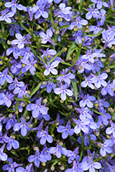 Hot Waterblue Lobelia (Lobelia 'Weslowatim') at Make It Green Garden Centre