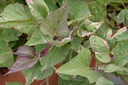 Tricolor Sweet Potato Vine (Ipomoea batatas 'Tricolor') at Make It Green Garden Centre
