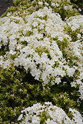 Early Start White Garden Phlox (Phlox paniculata 'Early Start White') at Make It Green Garden Centre