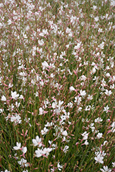 Whirling Butterflies Gaura (Gaura lindheimeri 'Whirling Butterflies') at Make It Green Garden Centre