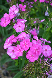 Purple Kiss Garden Phlox (Phlox paniculata 'Purple Kiss') at Make It Green Garden Centre