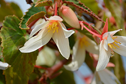 Bossa Nova Pure White Begonia (Begonia boliviensis 'Bossa Nova Pure White') at Make It Green Garden Centre