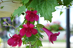 Lofos Wine Red Creeping Gloxinia (Lophospermum 'Sun-asaro') at Make It Green Garden Centre