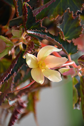 Bossa Nova Yellow Begonia (Begonia boliviensis 'Bossa Nova Yellow') at Make It Green Garden Centre