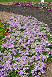 Lanai Twister Purple Verbena (Verbena 'Lanai Twister Purple') at Make It Green Garden Centre