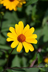 Summer Nights False Sunflower (Heliopsis helianthoides 'Summer Nights') at Make It Green Garden Centre