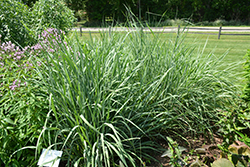 Indian Grass (Sorghastrum nutans) at Make It Green Garden Centre