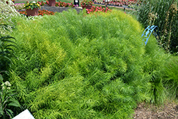 Narrow-Leaf Blue Star (Amsonia hubrichtii) at Make It Green Garden Centre