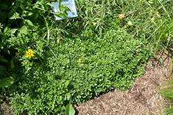 Czar's Gold Stonecrop (Sedum 'Czar's Gold') at Make It Green Garden Centre