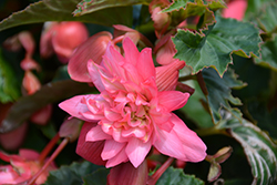 Funky Pink Begonia (Begonia 'Funky Pink') at Make It Green Garden Centre