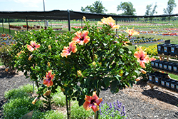 Fiesta Hibiscus (Hibiscus rosa-sinensis 'Fiesta') at Make It Green Garden Centre