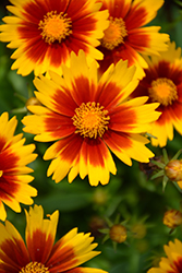 UpTick Gold and Bronze Tickseed (Coreopsis 'Baluptgonz') at Make It Green Garden Centre